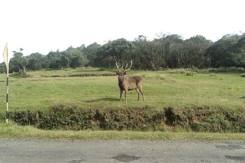 Horton Plains Tagestour von Kandy