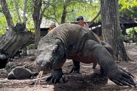 Excursão diária de Komodo com o pôr do sol
