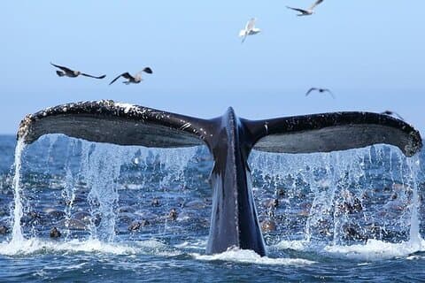 ザトウクジラウォッチングとバカルディ島