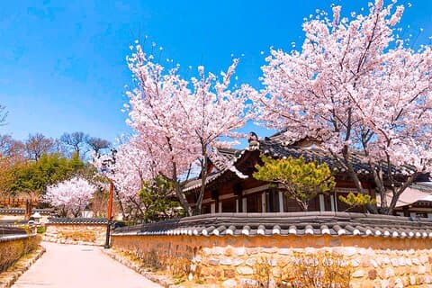Busan & Gyeongju Kirschblütentour mit historischen Highlights