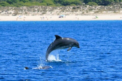 Excursión de medio día a Delfines de la Selva
