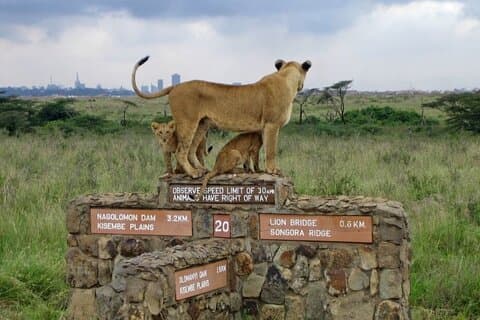 Parque Nacional, Centro Girafa e Museu da Ilusão em Nairobi