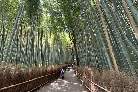 嵐山朝逃げ竹林と禅寺