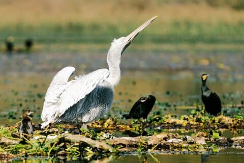 Virpazar Private Skadar Lake Fågelskådning och Fotografitur