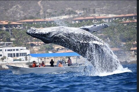 Avistamiento de ballenas Cabo San Lucas