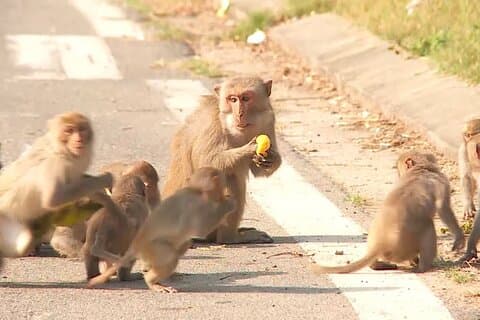 Tour en moto Da Nang a Monkey Mountain