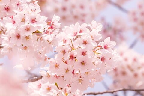 Körsbärsblommor och jordgubbsplockning från Tokyo Kawagoe
