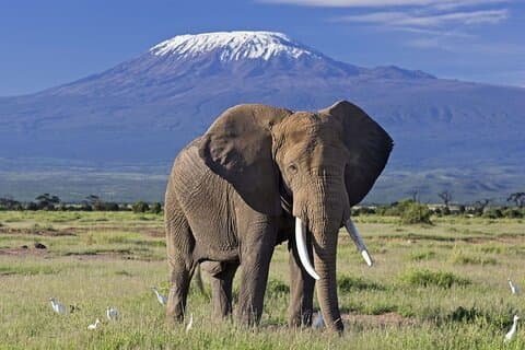 Amboseli National Park Tour Dagstur, overnatting eller 2 netters opphold