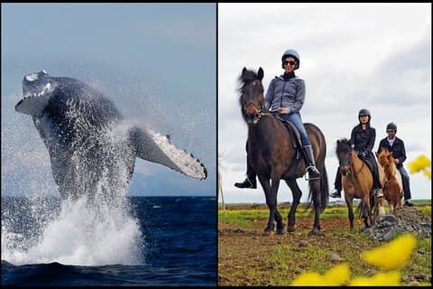 Balade à cheval islandaise et croisière d'observation des baleines au départ de Reykjavík