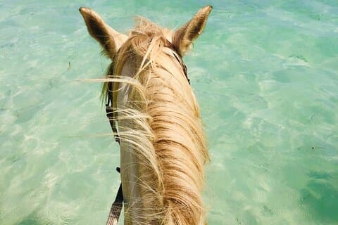 Aruba: Horseback Riding Tour with Scenic Beach Ride