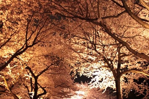 Quiet Highlights Walking Tour in Kanazawa
