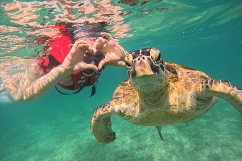 Mirissa Expérience inoubliable de plongée avec des tortues
