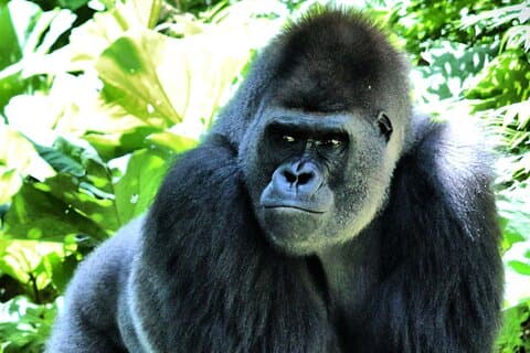 Gorilla Trekking Abenteuer in Bwindi Impenetrable Forest