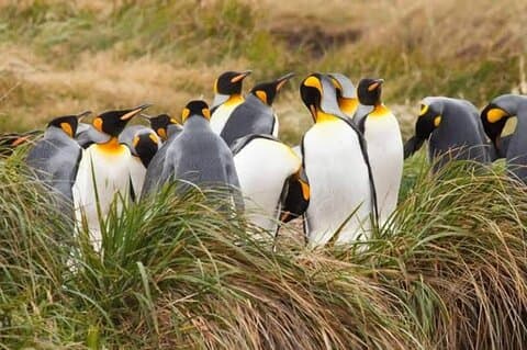 Penguin King Reserve Tour from Ushuaia