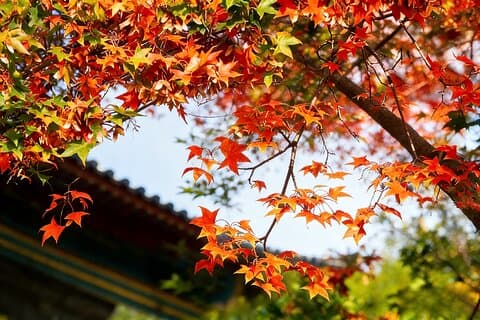 Beijing Private Tour to Summer Palace and Fragrant Hill with Cable Car Ride