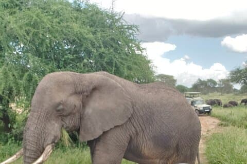 Ngorongoro krater 3-dages privat tur