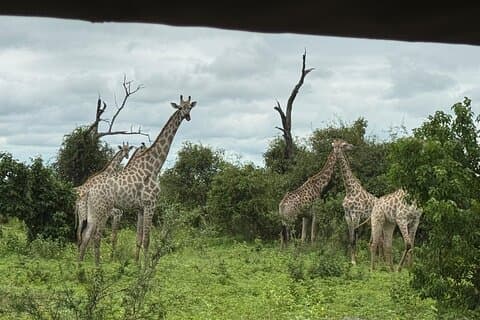 Chobe dagstur inkluderet game drive, bådsejlads og overførsler