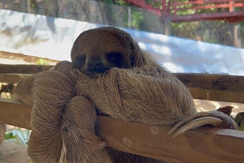 Roatan City Tour-Monkey en Luiaard Park, chocolade, Rum proeven