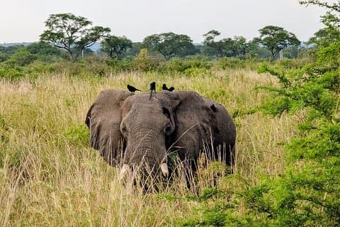 3-dagers Murchison Falls og Kibale Chimpanzee Trekking Safari