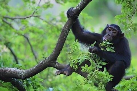 Safari di 1 giorno a Kibale National Park