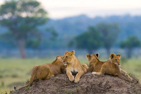 8 Day Serengeti Adventure