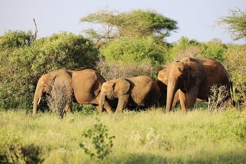 9 jours d'aventure côtière et sauvage en Tanzanie