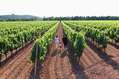Alghero: guided tour of the winery with wine tasting