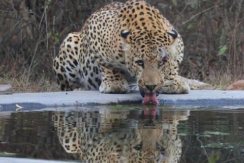 6 - Private Luxus Golden Triangle Tour mit Jhalana Safari