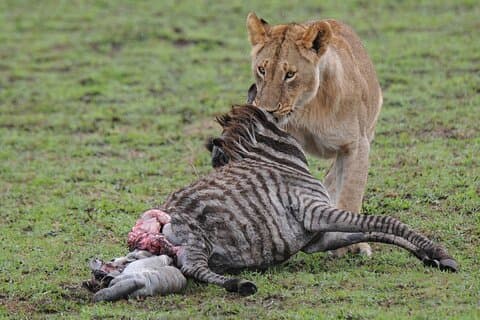 4 Day Tour of Lake Nakuru NP and Masai Mara National Reserve