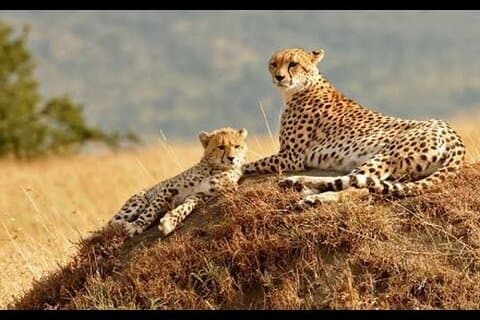 Excursão de 6 dias Masai Mara Lake Nakuru e Amboseli Safari