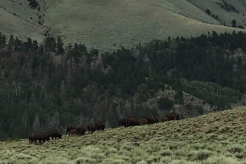 Waterpocket Fold und Henry Mountains Bison Offroad Safari