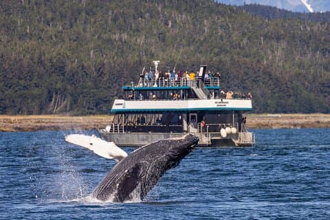 ジュノー・ホエールウォッチングと野生動物クエスト