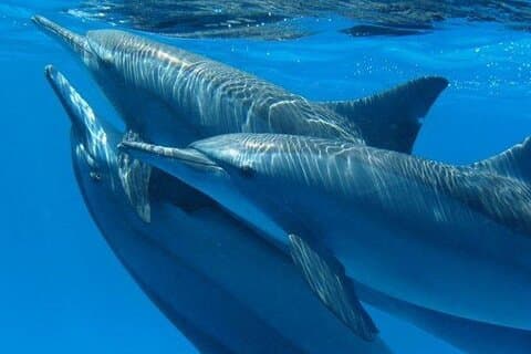 Delphin House Adventure: Snorkling med frokost _ Hurghada