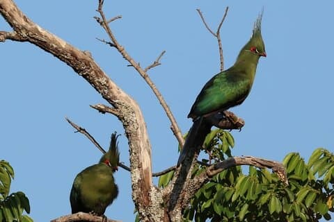 Safari d'observation au départ de Livingstone : Options demi-journée ou journée complète