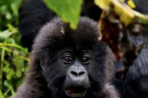 Gorilla Trekking Abenteuer im Vulkan Nationalpark