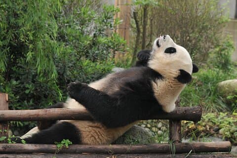 Dagtour: Chengdu Panda Breeding Base en Leshan Giant Buddha