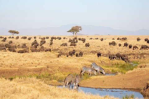 10 Day Kenya Luxury Safari and Conservation Experience