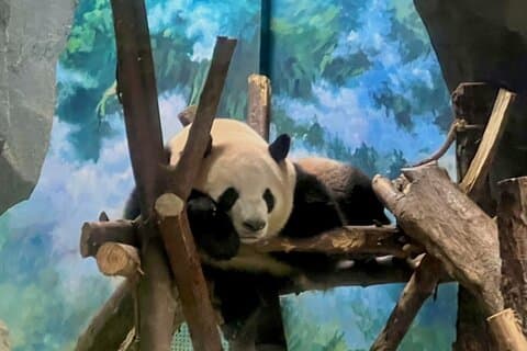5 Day Chengdu and Jiuzhaigou Highlights Tour