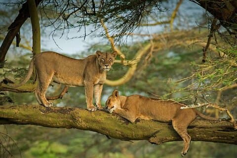 Excursion d'une demi-journée au parc national du lac Nakuru