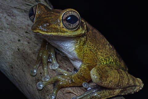 Finca Salamandra Jungle Tour