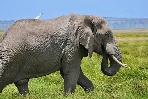 3 dagars Amboseli Safari med elefanter och Kilimanjaro vyer