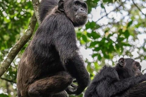 3 Giorni Parco Nazionale della Regina Elisabetta con Chimp Trekking