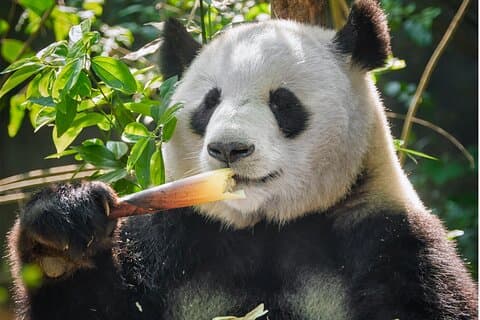 10D ChengDu, DuJiangYan, JiuZhaiGou, LeShan, Mount Emei