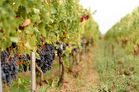 Vineyard tour and wine tasting in Davron
