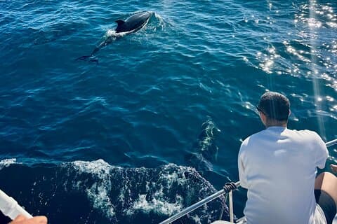 Delfinsafari i Benalmadena