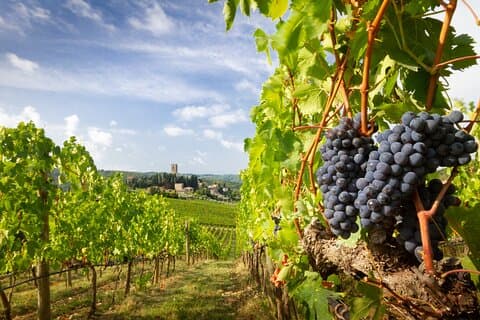 De Florence à la Toscane, découvrez Montepulciano et Montalcino.