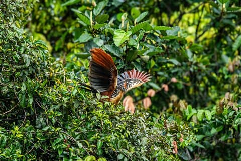 Iquitos: Amazon Wildlife Tours Lodge Stay 3days 2nights