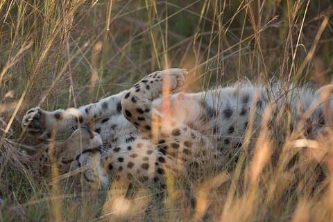 7 days Uganda Midrange Primate and Wildlife Safari