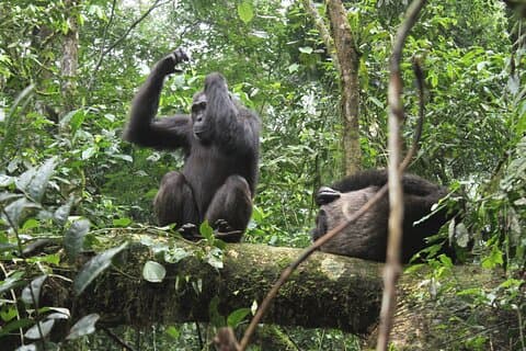 7 Dias Rwanda Uganda Primates e Vida Silvestre Midrange Safari