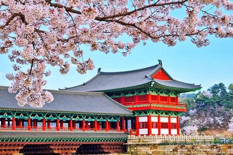 From Busan Cherry Blossom Festival Tour with UNESCO Gyeongju